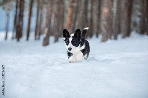 Corgi dog in the snow. Dog in winter. Dog in nature.