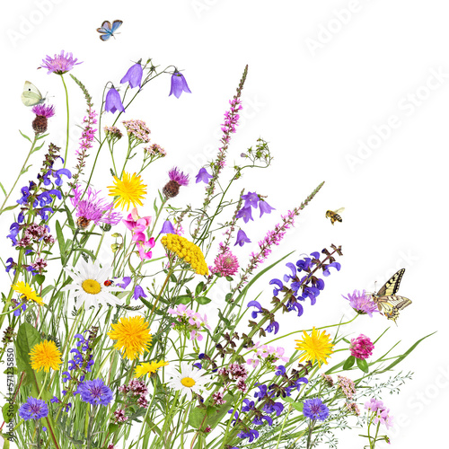 Colorful meadow flowers with insects, transparent background