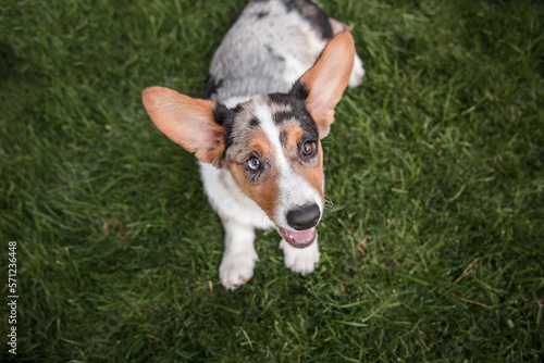 Happy and active purebred Welsh Corgi dog outdoors in the grass