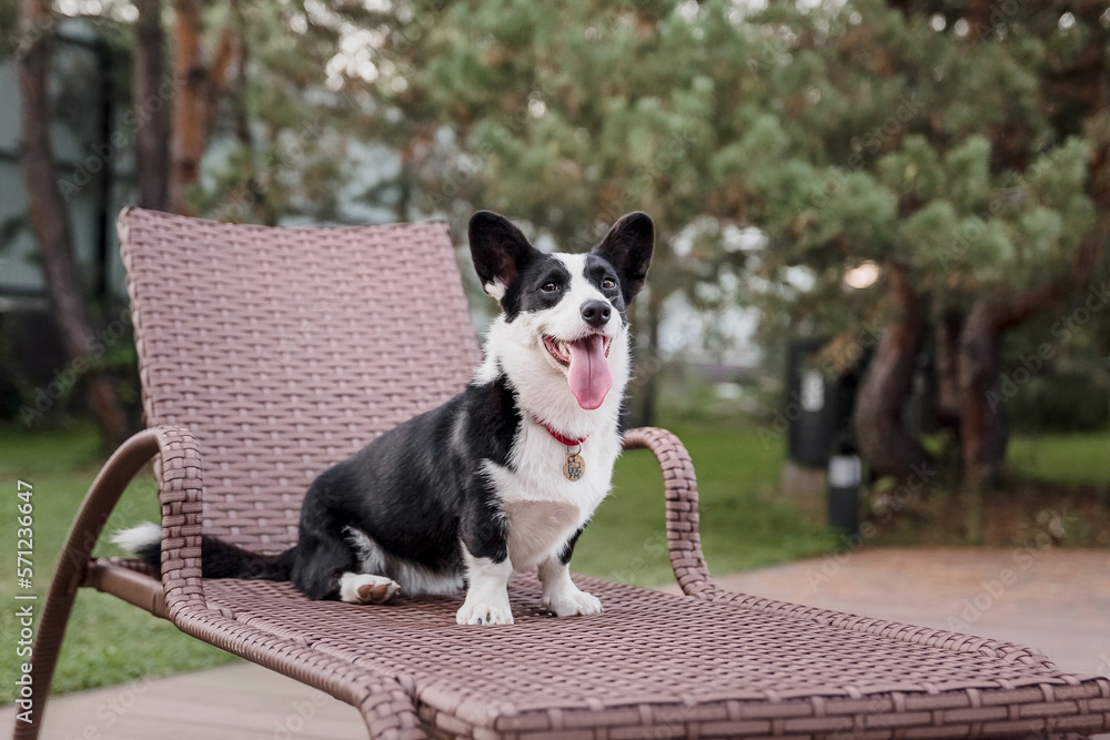 Happy and active purebred Welsh Corgi dog outdoors in the grass Happy and active purebred Welsh Corgi dog outdoors in the grass