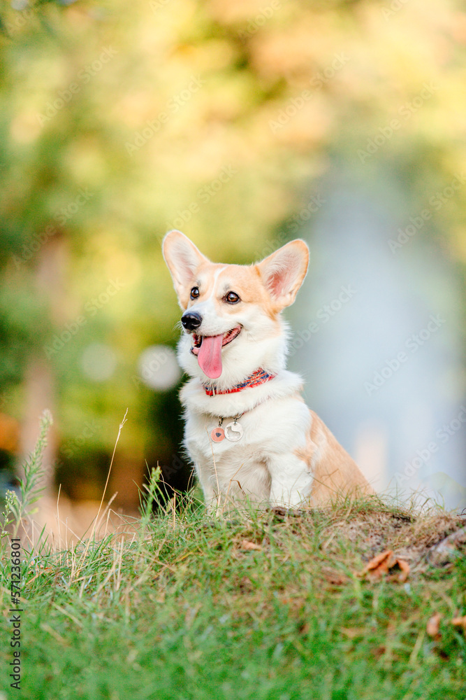 Cute Welsh Corgi dog outdoor. Dog portrait Pet on a walk. Beautiful funny corgi dog breed Cute Welsh Corgi dog outdoor. Dog portrait Pet on a walk. Beautiful funny corgi dog breed