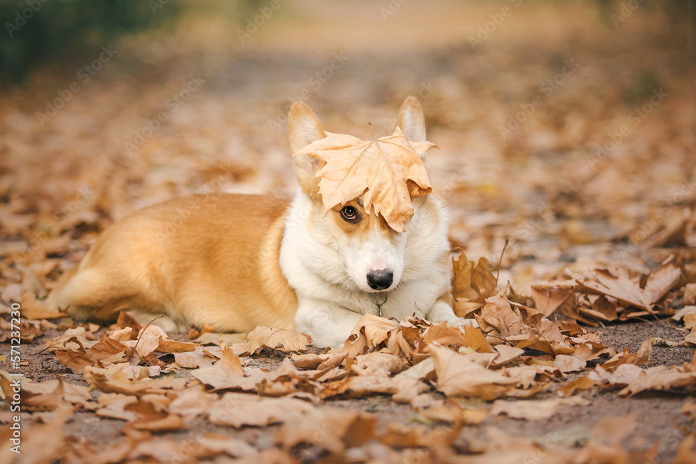 Cute Welsh Corgi dog outdoor. Dog portrait Pet on a walk. Beautiful funny corgi dog breed Cute Welsh Corgi dog outdoor. Dog portrait Pet on a walk. Beautiful funny corgi dog breed