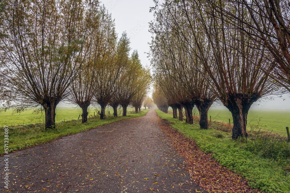 Country road with pollard willows on both sides. It is a foggy day in autumn season. Some of the brown discolored tree leaves have already fallen to the ground. Country road with pollard willows on both sides. It is a foggy day in autumn season. Some of the brown discolored tree leaves have already fallen to the ground.