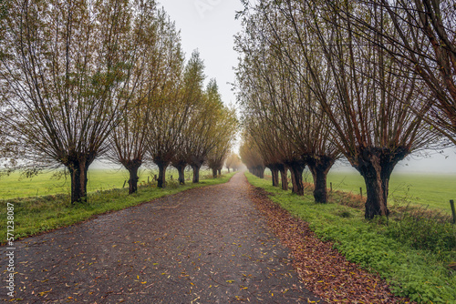 Country road with pollard willows on both sides. It is a foggy day in autumn season. Some of the brown discolored tree leaves have already fallen to the ground. © Ruud Morijn