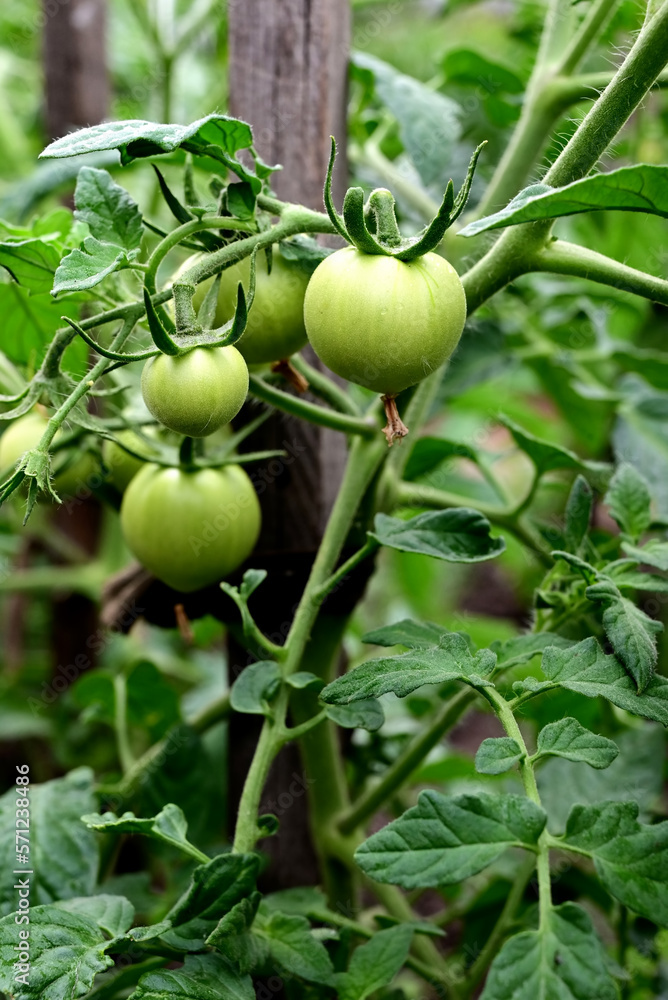 Tomato plants in greenhouse Green tomatoes plantation. Organic farming, young tomato plants growth in greenhouse. Tomato plants in greenhouse Green tomatoes plantation. Organic farming, young tomato plants growth in greenhouse.
