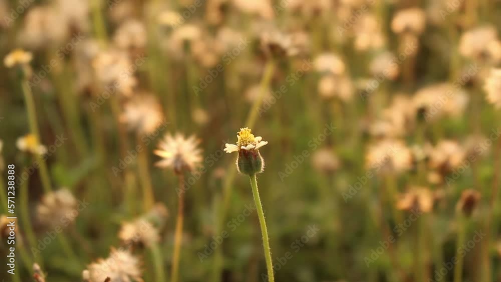 Close up flower of grass moving in the wind and orange color of sunlight Close up flower of grass moving in the wind and orange color of sunlight