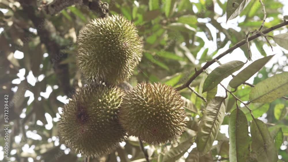 Durian fruit (Durio zibethinus) hanging on the tree waiting to be harvested Durian fruit (Durio zibethinus) hanging on the tree waiting to be harvested