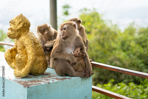 Canvas Print Family of macaque monkeys, mother breastfeeds her baby who is facing forward, in