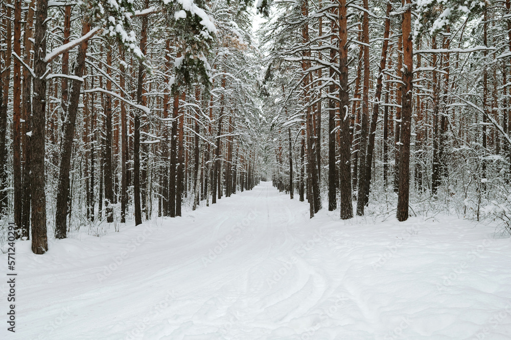 Fototapeta premium Front view of long road running along pinetrees in the forest covered with snow with nobody around on frosty winter day or morning