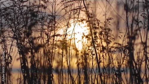 Wallpaper Mural Dry meadow grass motion wind blowing on grassland and beautiful sunset. Pasture beauty and refresh landscape in sunbeams. Conservation and nature protection, ecosystem saving Torontodigital.ca