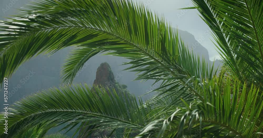 Close-up palm leaves sway in the wind on misty spring day in mountains. Close-up palm leaves sway in the wind on misty spring day in mountains.