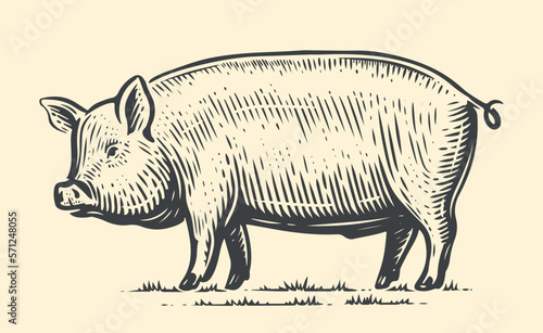 Farm animal sketch. Hand drawn big Pig, standing full-length in front. Vector vintage illustration