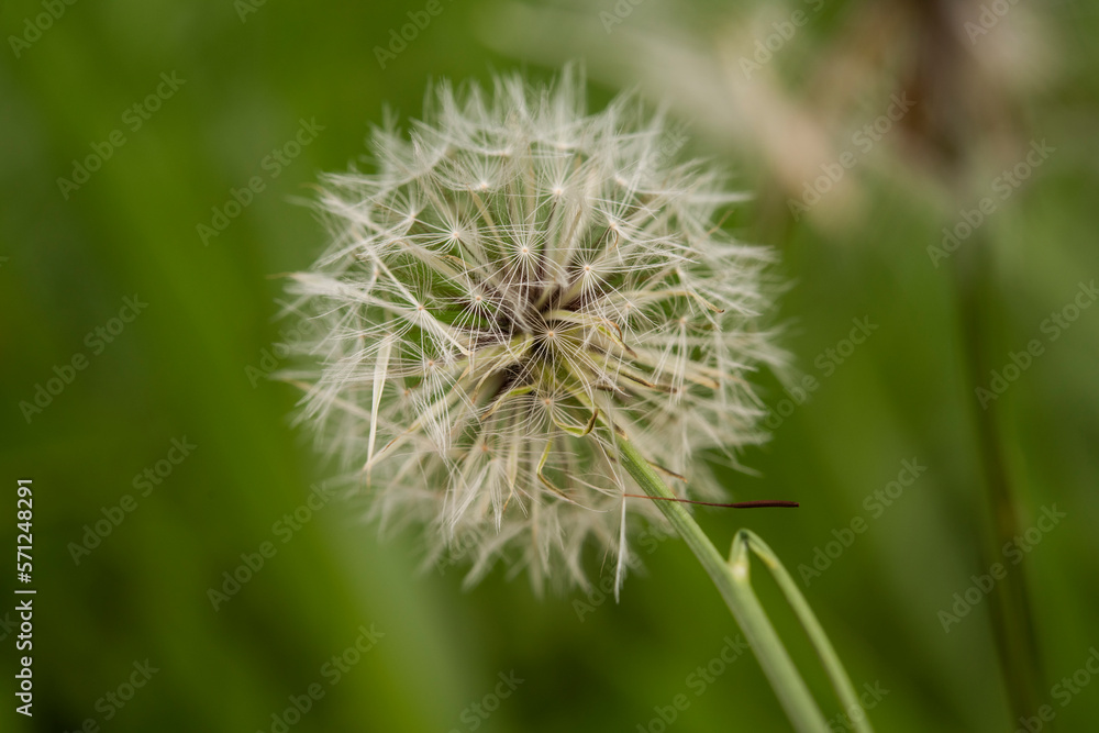 Closed Bud of a dandelion. Dandelion white flowers in green background. High quality photo (seletive focus) Closed Bud of a dandelion. Dandelion white flowers in green background. High quality photo (seletive focus)