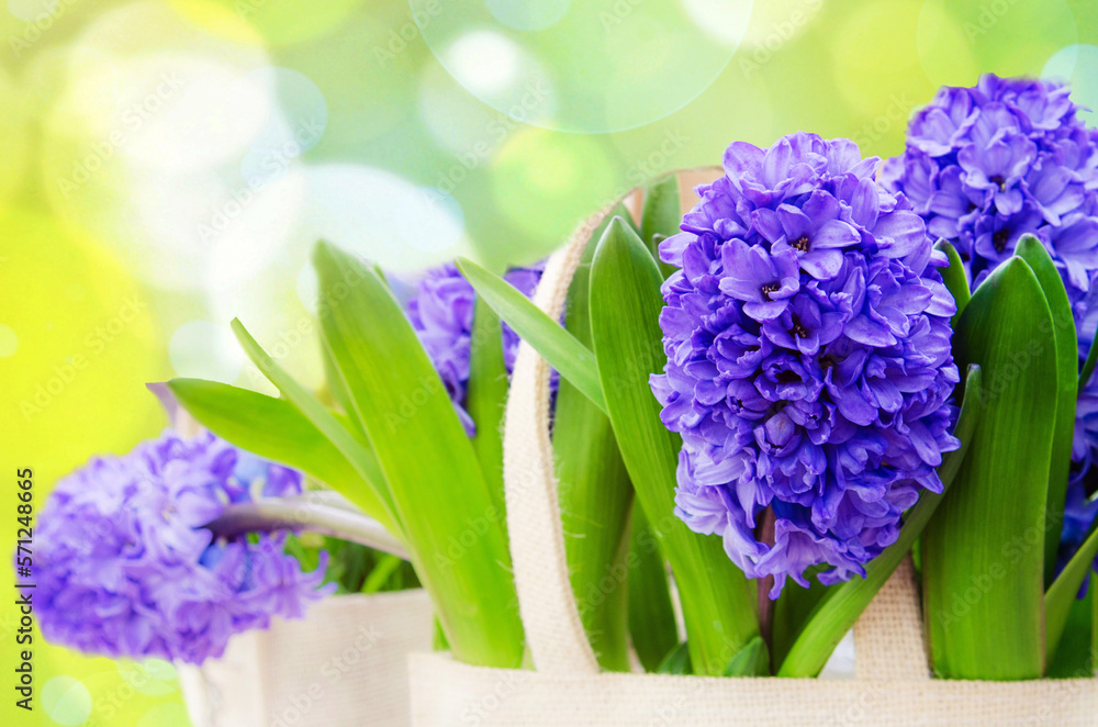 Magnificent spring still life with flowers by hyacinths in the background of a salad background