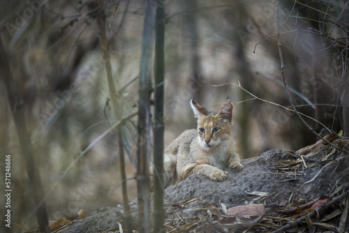 jungle cat or felis chaus or reed cat kitten closeup or portrait in isolated black bacground at kanha national park forest or tiger reserve madhya pradesh india