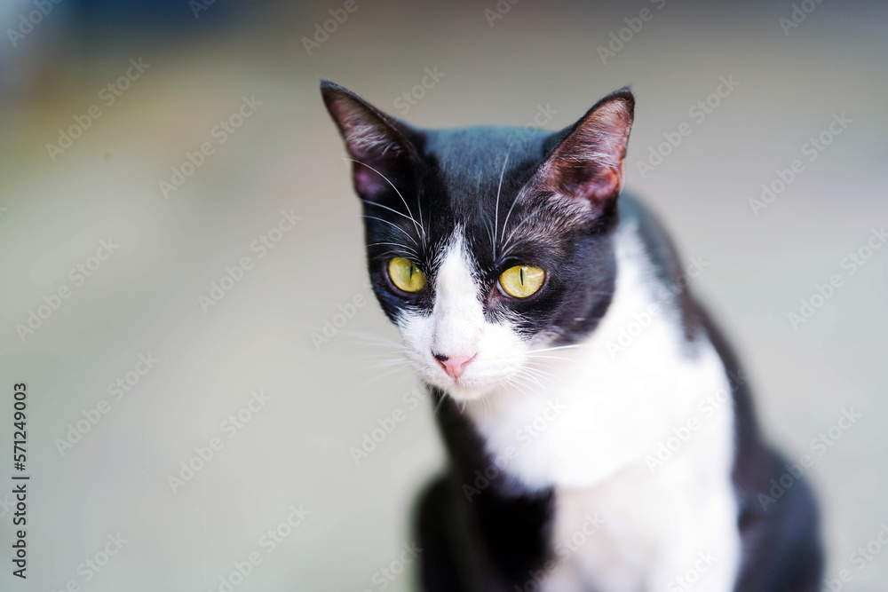 Close-up Black and white thai breed cat on blurred background.
