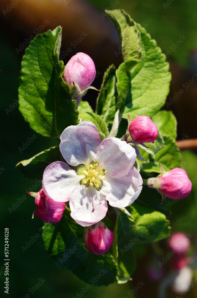 Blossom apple tree in a spring garden in sunlight (backgrounds - concept)