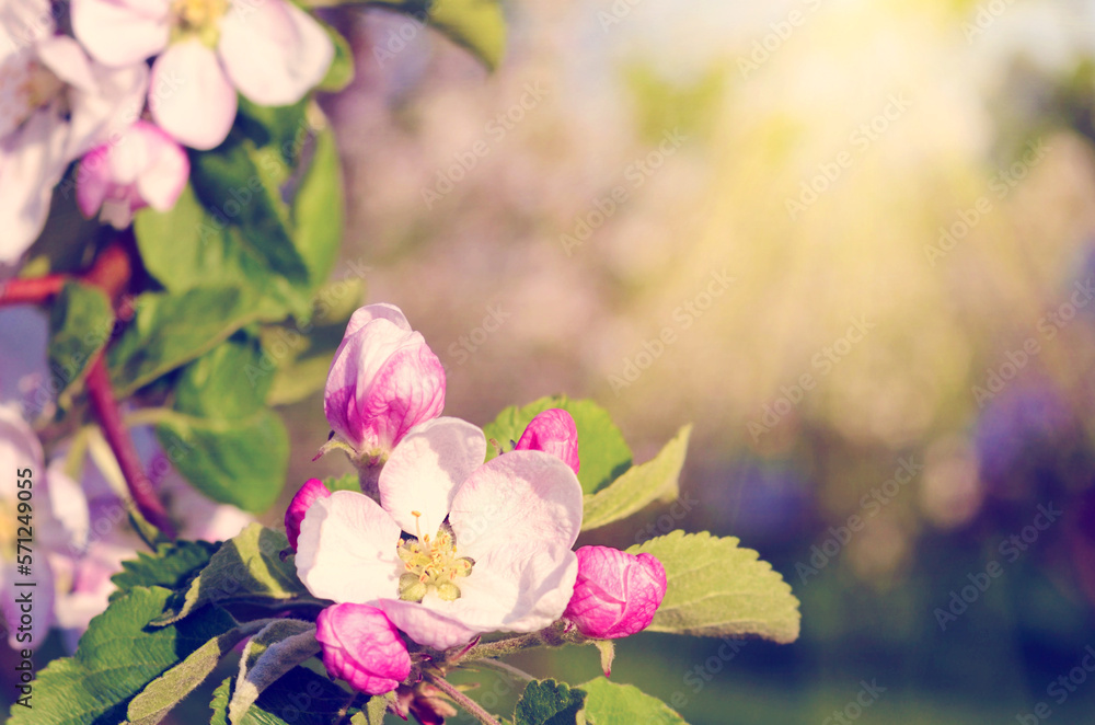 Blossom apple tree in a spring garden in sunlight (backgrounds - concept)
