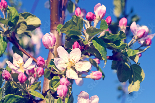 Blossom apple tree in a spring garden in sunlight (backgrounds - concept)