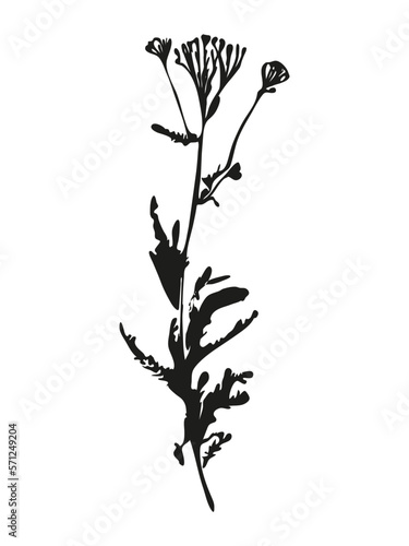 Botanical illustration. Vector silhouette of a plant, branch, twig, grass, herb or flower. Isolated black drawing on white background.