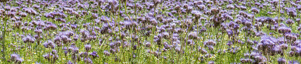 Obraz premium eine Wiese voller Phacelia