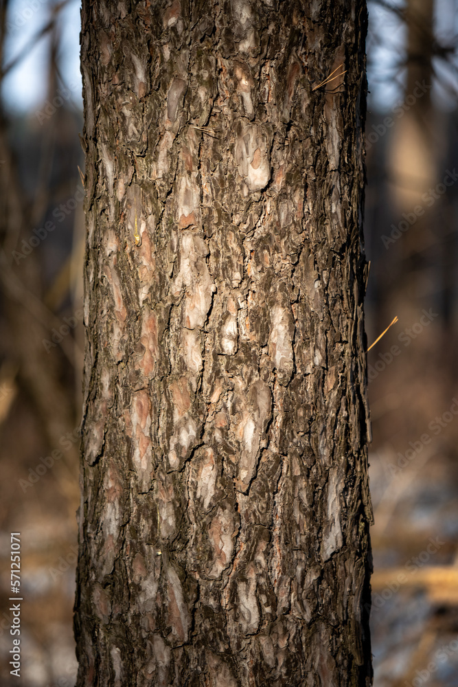 pine trunk in the forest closeup pine trunk in the forest closeup