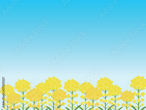 菜の花畑の背景　横位置　青空