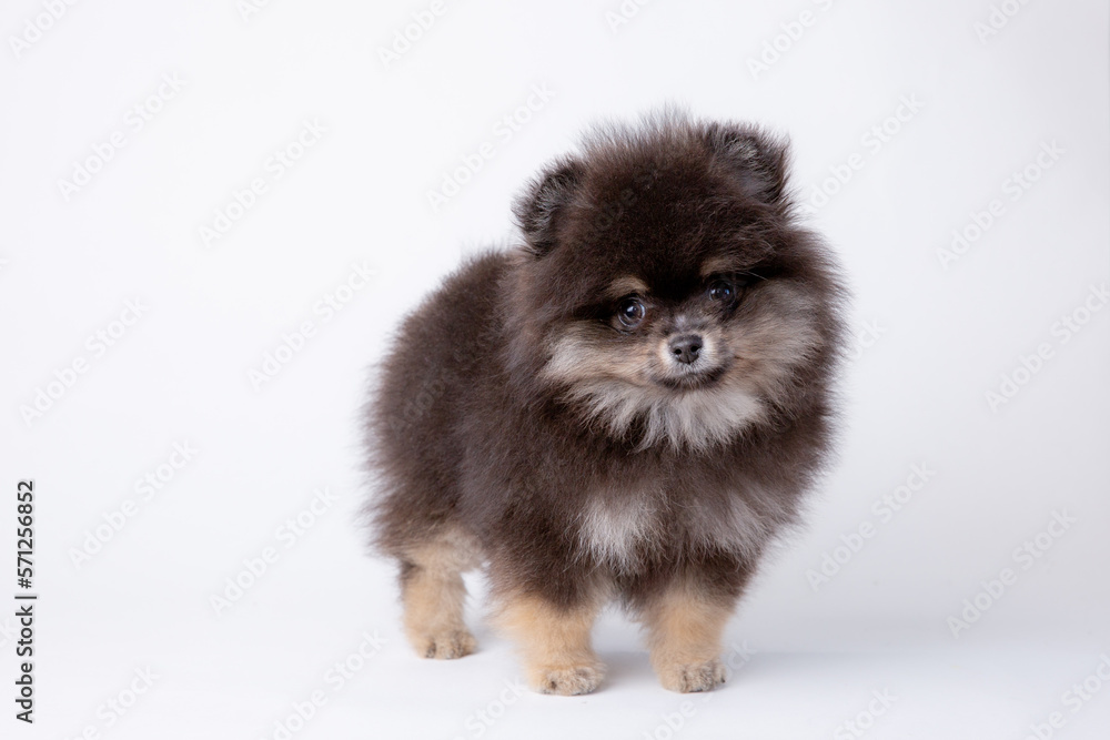 fluffy cute pomeranian puppy isolated on a white background fluffy cute pomeranian puppy isolated on a white background
