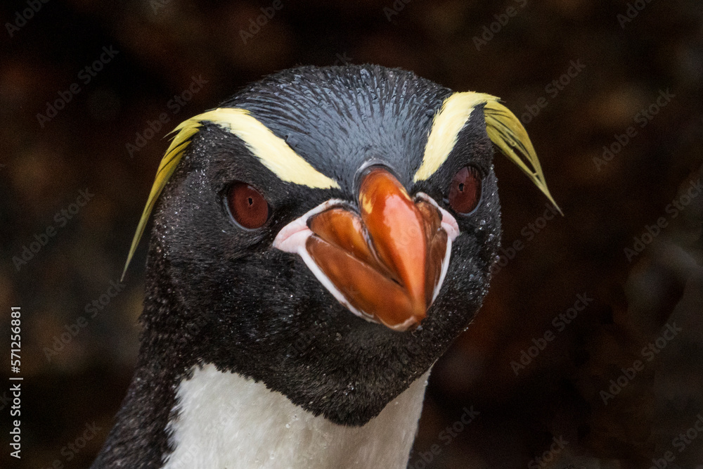 Naklejka premium Snares penguins (Eudyptes robustus)