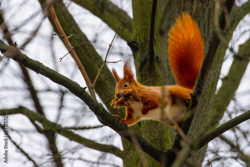 Ruda wiewiórka na drzewie © FotoWave Dawid Nowak
