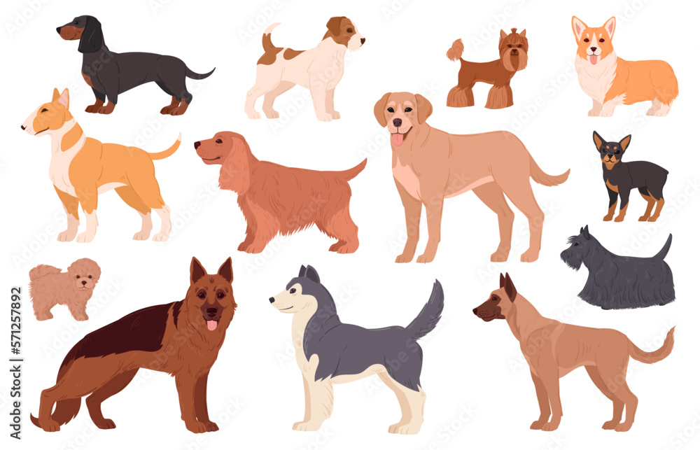 Cartoon dog breeds. Labrador, husky, samoyed, corgi and dachshund puppy pedigree, cute happy domestic pets flat vector illustration set. Purebred dogs characters
