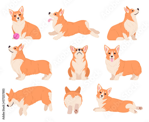 Cartoon corgi poses. Cute purebred corgi pet character sitting, sleeping and playing, domestic pedigree puppy flat vector illustration set. Happy corgi dog