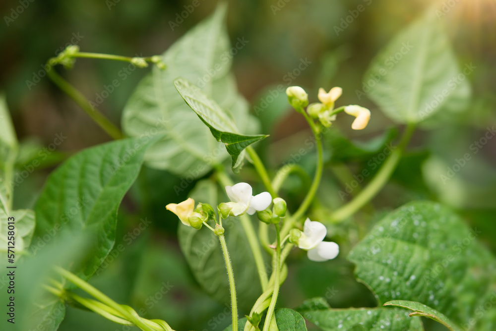 Beautiful flowers of Runner Bean Plant (Phaseolus coccineus) growing in the garden Beautiful flowers of Runner Bean Plant (Phaseolus coccineus) growing in the garden