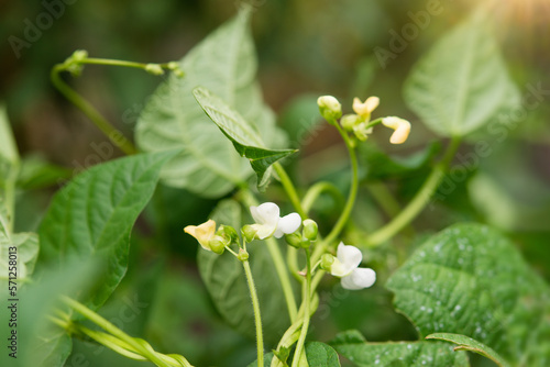 Beautiful flowers of Runner Bean Plant (Phaseolus coccineus) growing in the garden