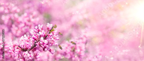 Beautiful cherry flowers in a Japanese garden. Sakura flowers. Bees collect pollen and nectar.