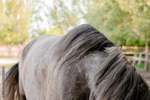 Beautiful Andalusian horse in field. Detail of black horse mane