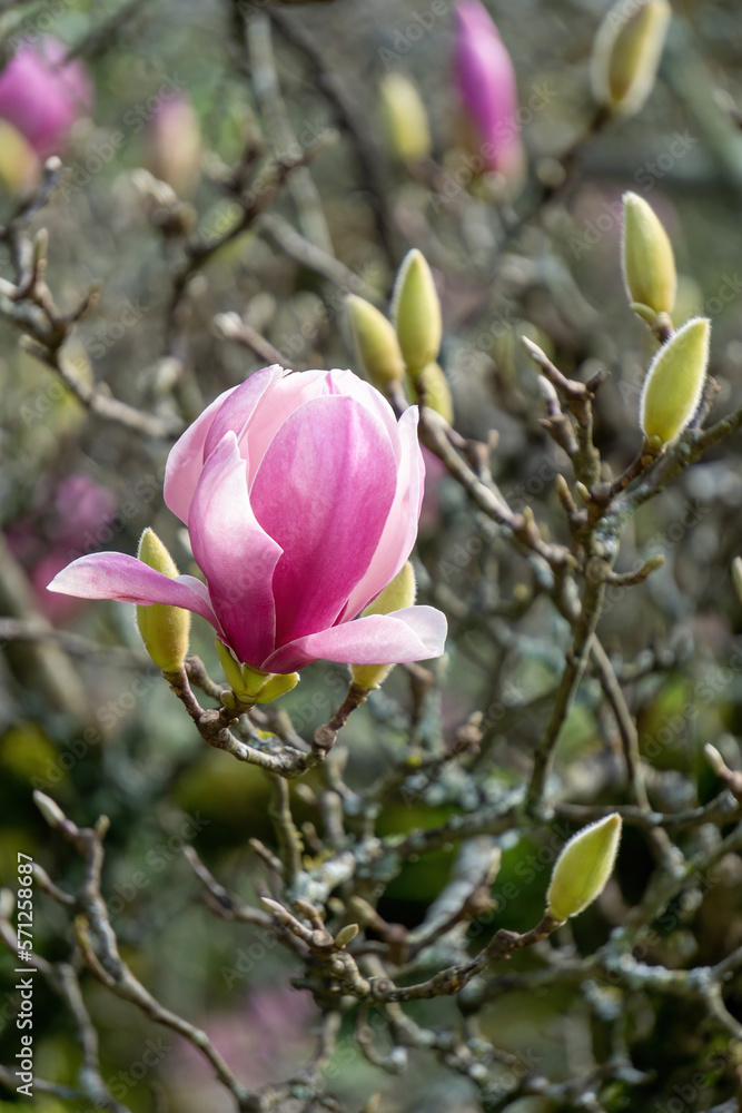 Blossoming pink flowers on a magnolia tree in the garden Blossoming pink flowers on a magnolia tree in the garden