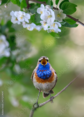 bright cute bird male bluethroat sits in a spring blooming garden © nataba
