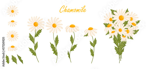 Chamomile flowers set. Floral plants with white petals. Botanical vector illustration isolated on white background.