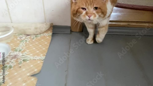 Domestic cat is lame