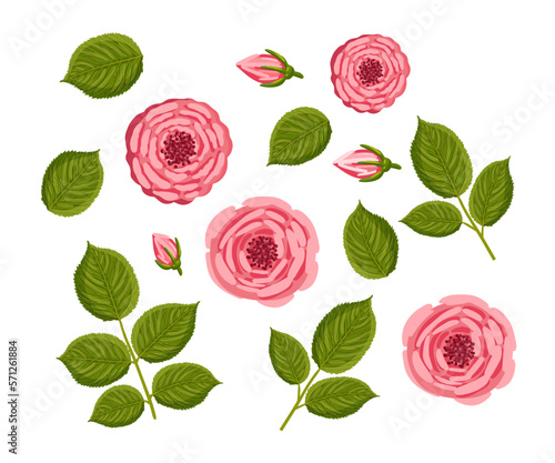 Set of rose elements with buds and leaves. Floral plants with pink petals. Botanical vector illustration isolated on white background.