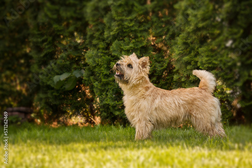 Konstfotografi Cute cairn terrier dog on green grass in the park on a sunny day