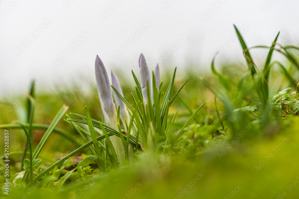 Purple crocus in spring Purple crocus in spring