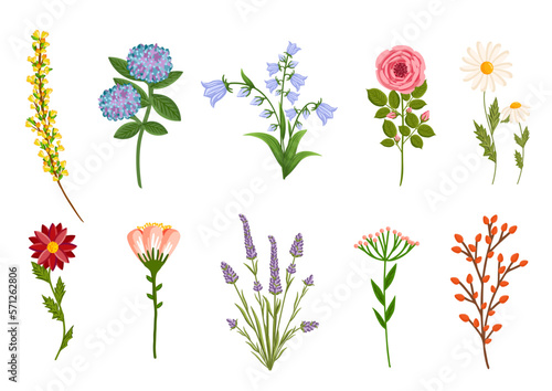 Blooming flowers set, plants with stems and leaves. Decorative floral design elements. Botanical vector illustration isolated on white background.
