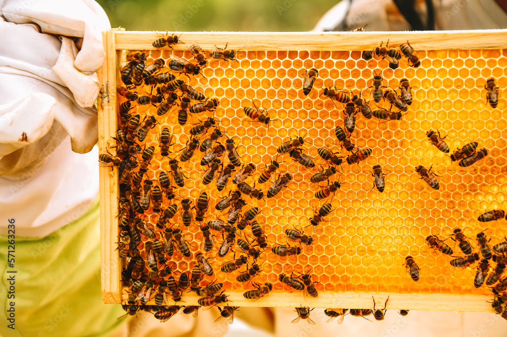 A beekeeper with protective gloves and ammunition holds a frame with bees on a blue sky background. Beekeeping. Honey production. Apiary in nature. Natural food. Bees in the honeycomb A beekeeper with protective gloves and ammunition holds a frame with bees on a blue sky background. Beekeeping. Honey production. Apiary in nature. Natural food. Bees in the honeycomb