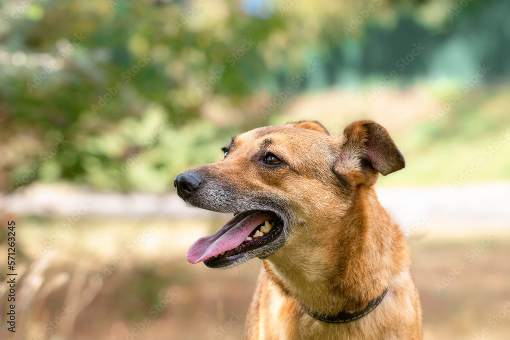 Portrait of a funny dog.A cute red dog rejoices in a walk on the street.