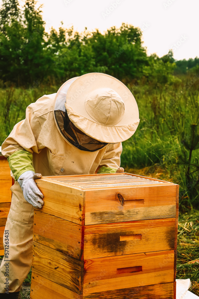A beekeeper in a protective suit inspects a hive of bees. Eco apiary in nature. Bee wooden house. Production of natural honey. Multi-body hives for bees. A beekeeper in a protective suit inspects a hive of bees. Eco apiary in nature. Bee wooden house. Production of natural honey. Multi-body hives for bees.