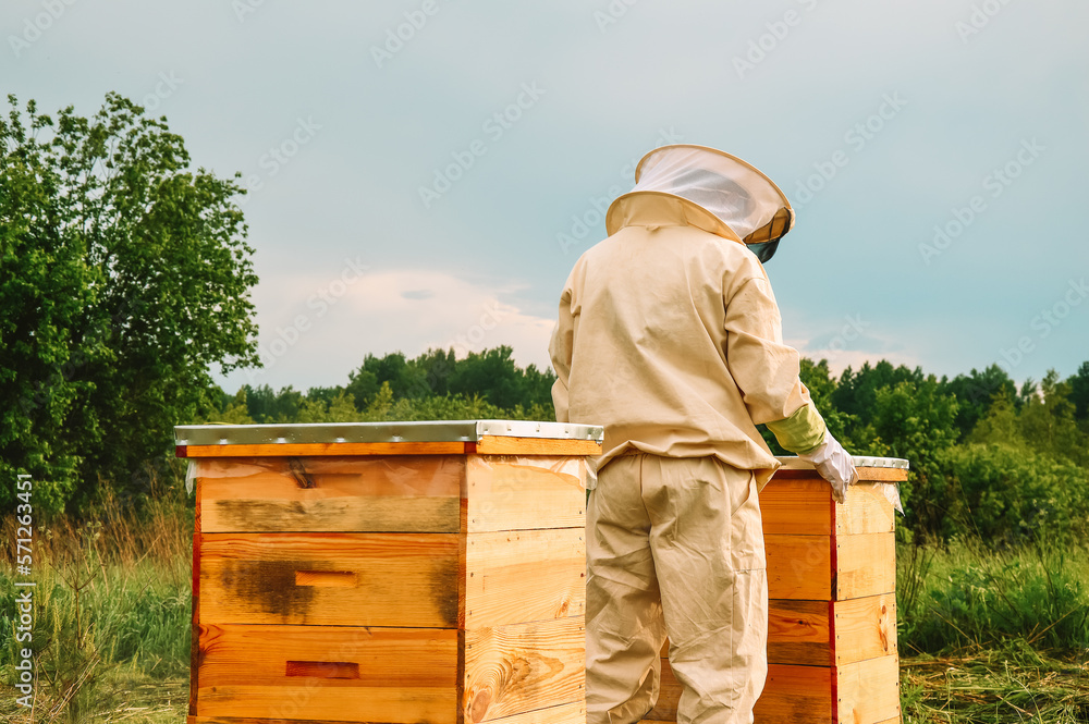A beekeeper in a protective suit inspects a hive of bees. Eco apiary in nature. Bee wooden house. Production of natural honey. Multi-body hives for bees. A beekeeper in a protective suit inspects a hive of bees. Eco apiary in nature. Bee wooden house. Production of natural honey. Multi-body hives for bees.