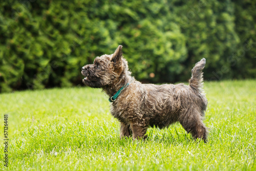 Canvastavla Cute cairn terrier dog on green grass in the park on a sunny day