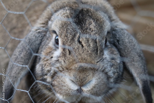 rabbit in a cage